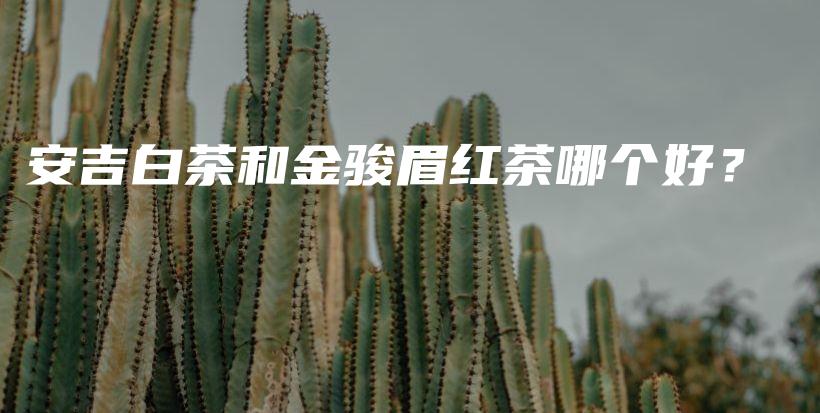 安吉白茶和金骏眉红茶哪个好？插图