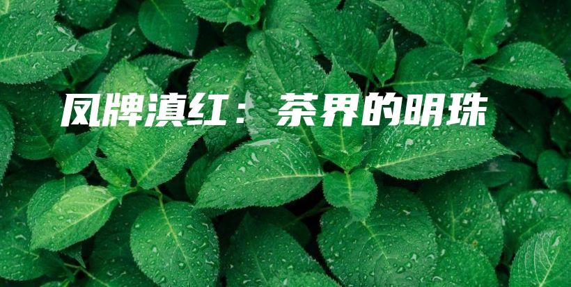 凤牌滇红：茶界的明珠插图