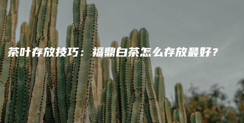 茶叶存放技巧：福鼎白茶怎么存放最好？插图