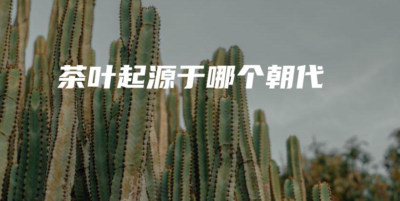 茶叶起源于哪个朝代插图