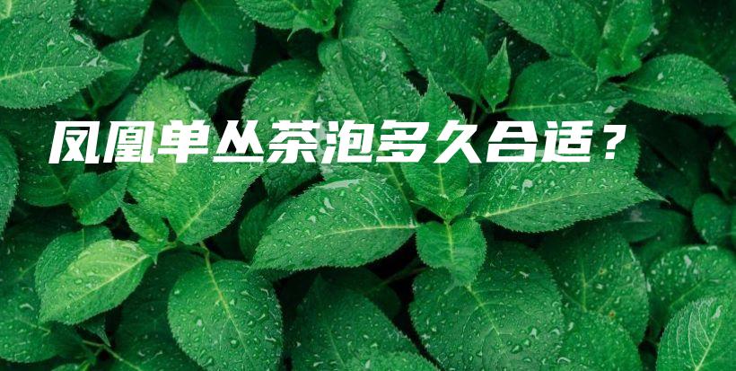 凤凰单丛茶泡多久合适？插图