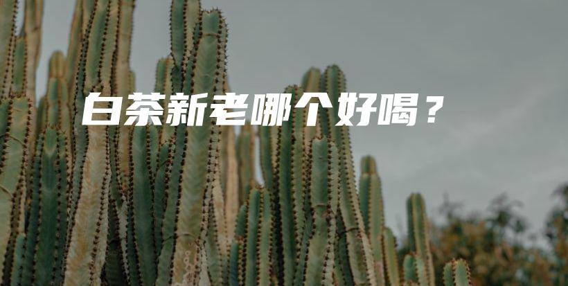 白茶新老哪个好喝？插图