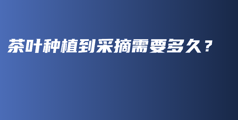 茶叶种植到采摘需要多久？插图