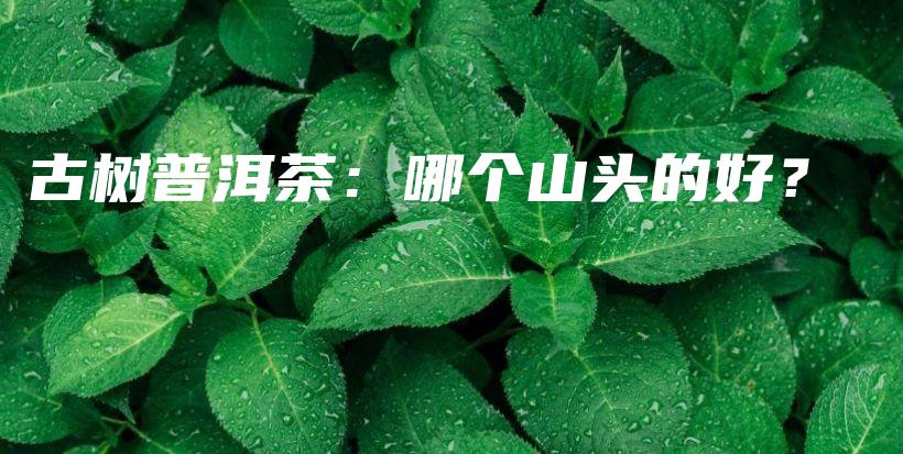 古树普洱茶：哪个山头的好？插图