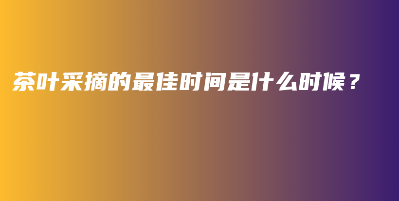 茶叶采摘的最佳时间是什么时候？插图