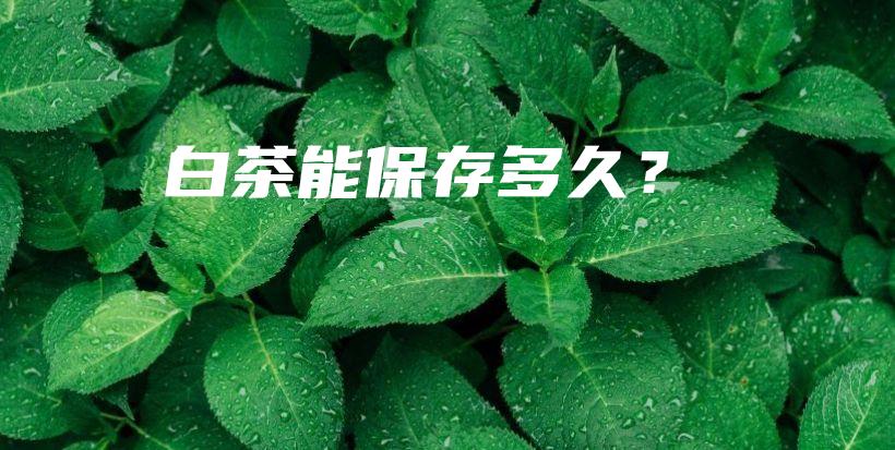 白茶能保存多久？插图