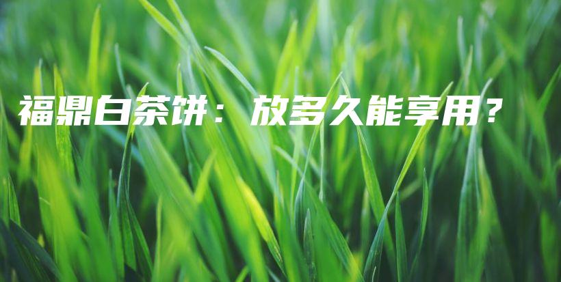 福鼎白茶饼：放多久能享用？插图