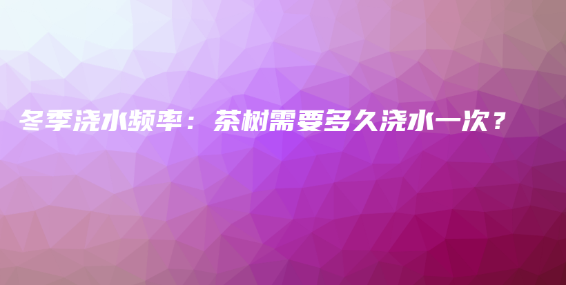 冬季浇水频率：茶树需要多久浇水一次？插图