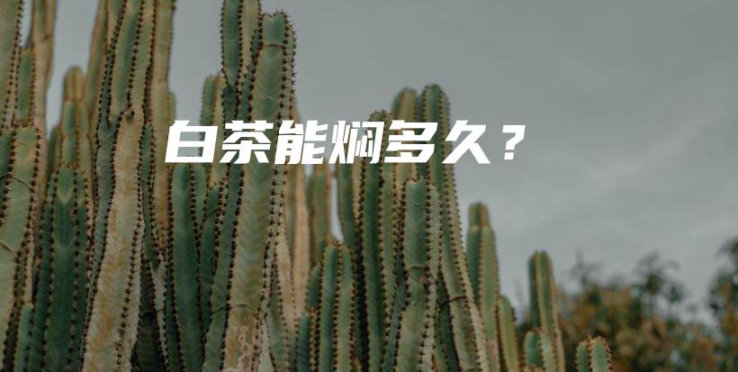 白茶能焖多久？插图