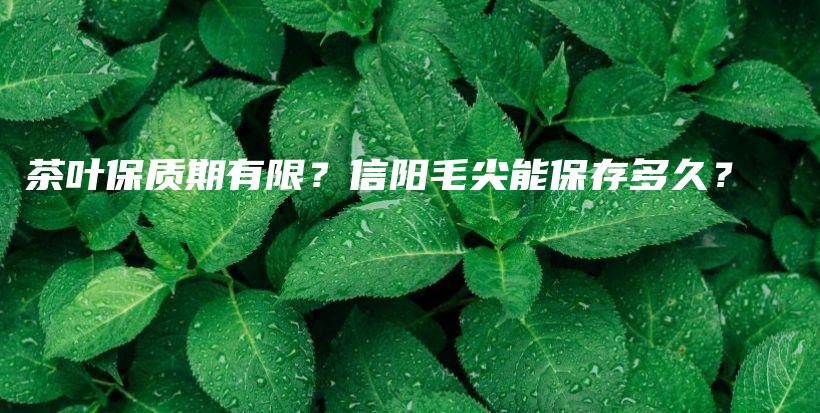 茶叶保质期有限？信阳毛尖能保存多久？插图