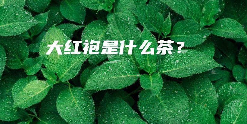 大红袍是什么茶？插图