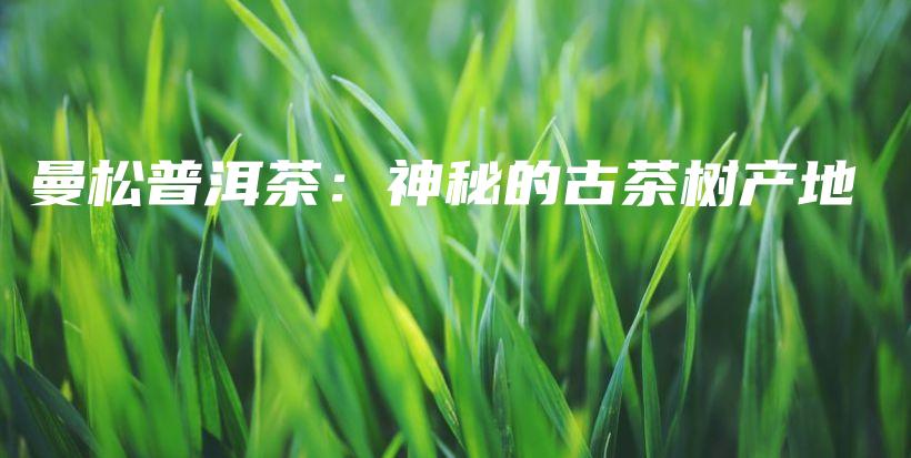 曼松普洱茶：神秘的古茶树产地插图