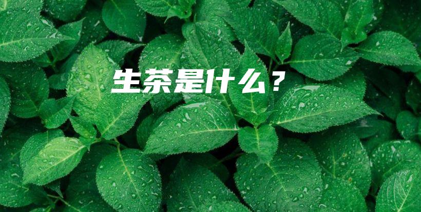 生茶是什么？插图