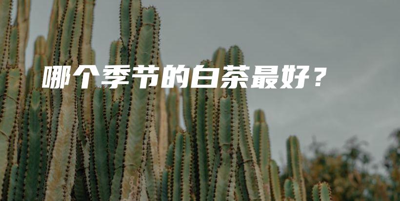 哪个季节的白茶最好？插图